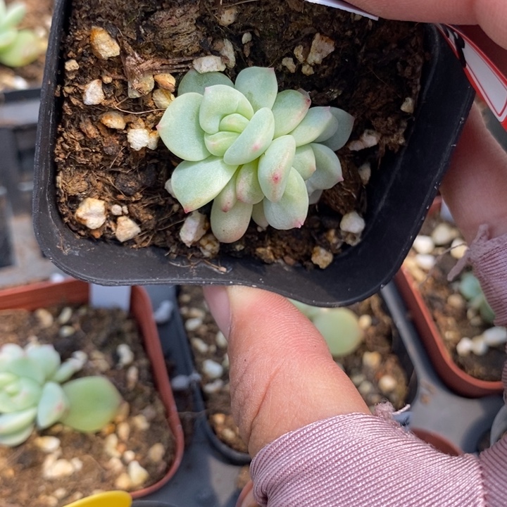 标签18甜心224一个多肉