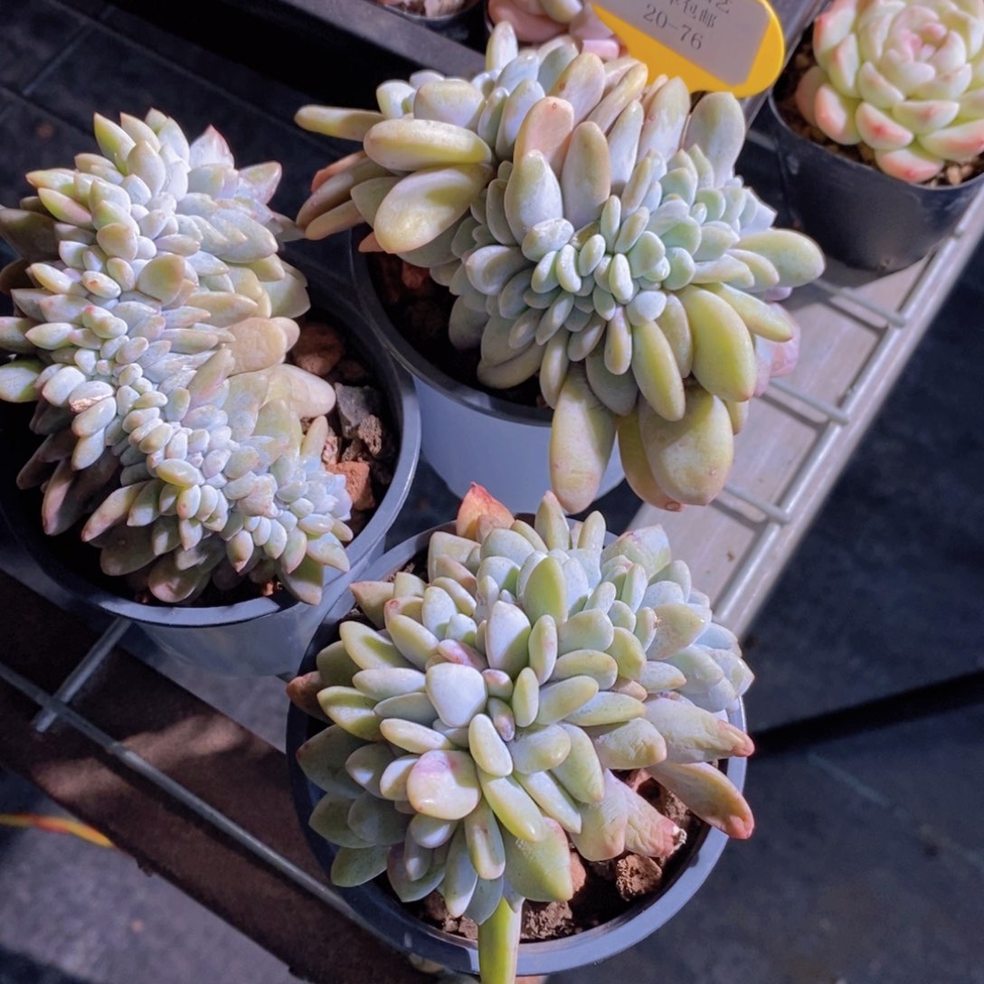 20-76-母本老桩粉兔缀化一个