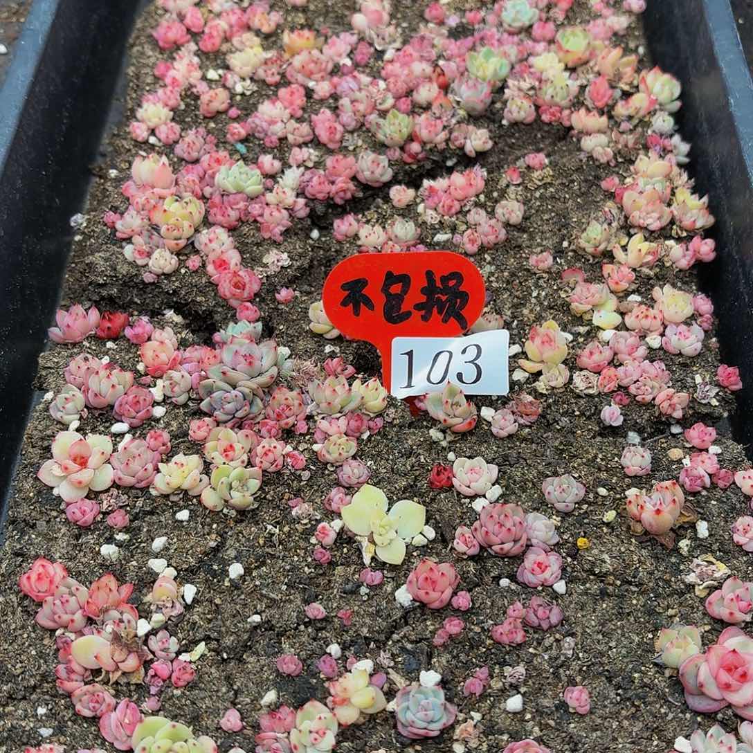 多肉植物多肉植物103