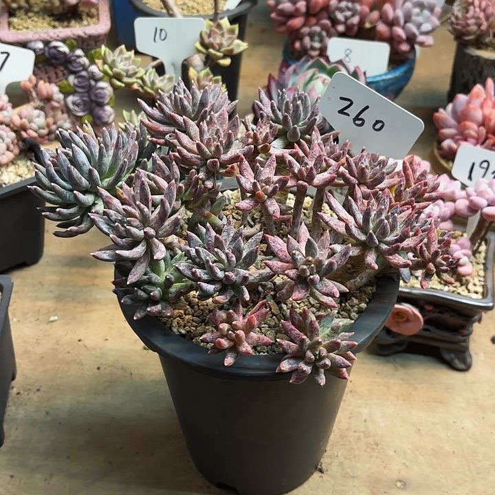 多肉植物，炫彩星260号