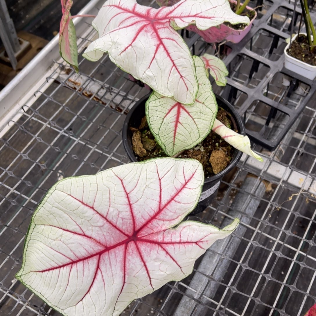 一***妮无花朵            358幻想曲不包售后