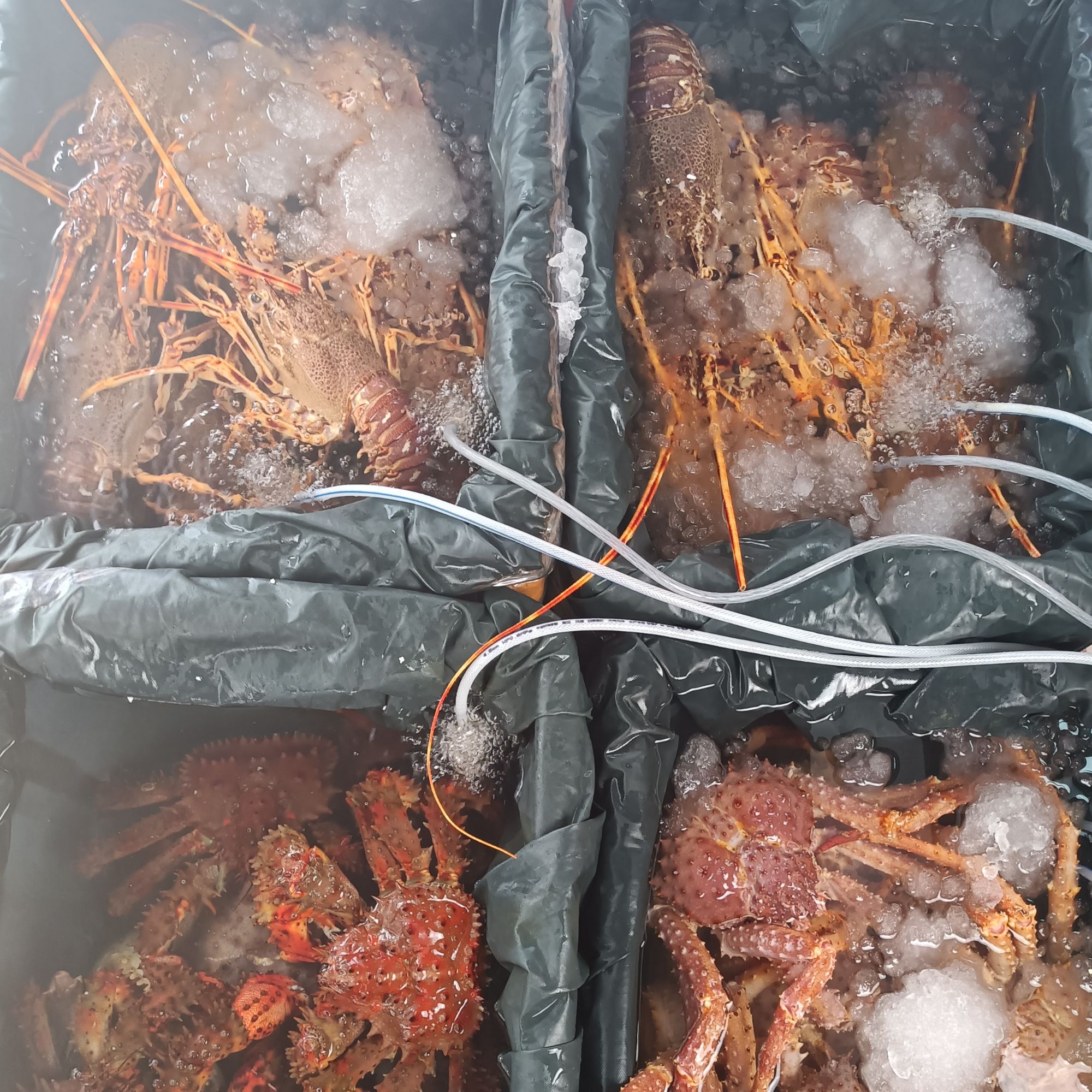 海鲜直播间一物一拍广州发货