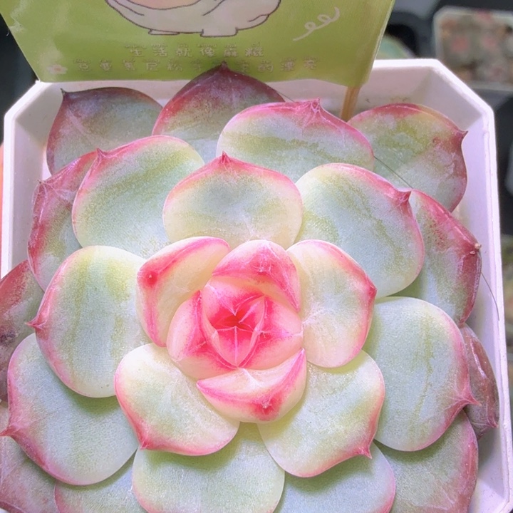 开播福利玉笛啦啦