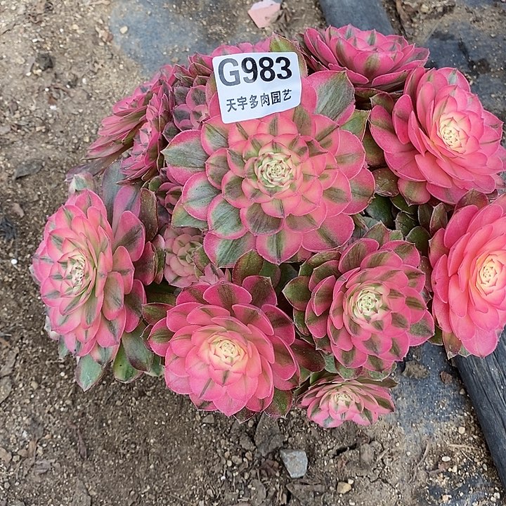 多肉植物荔枝983多肉