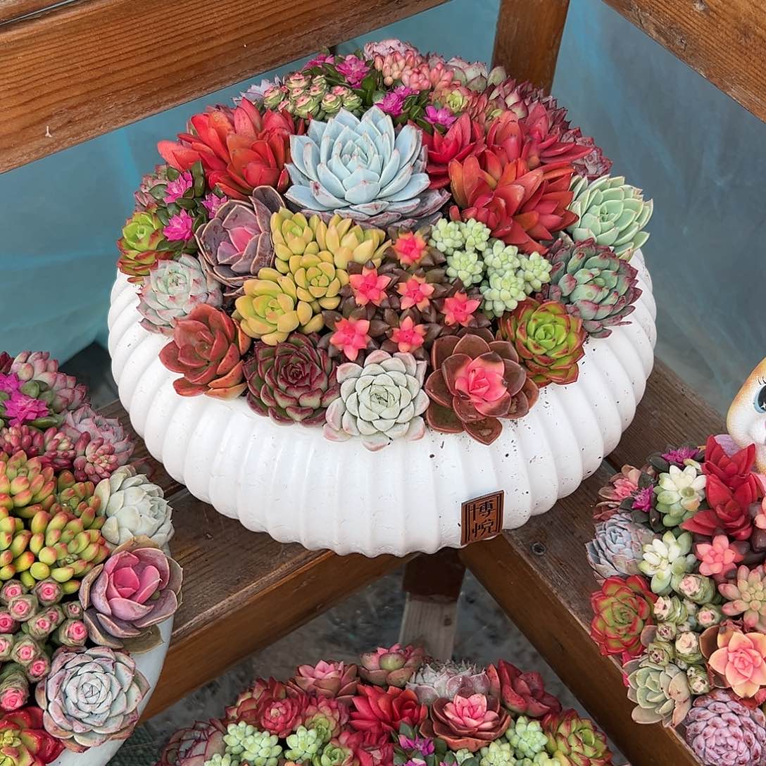 大号聚宝盆多肉组合