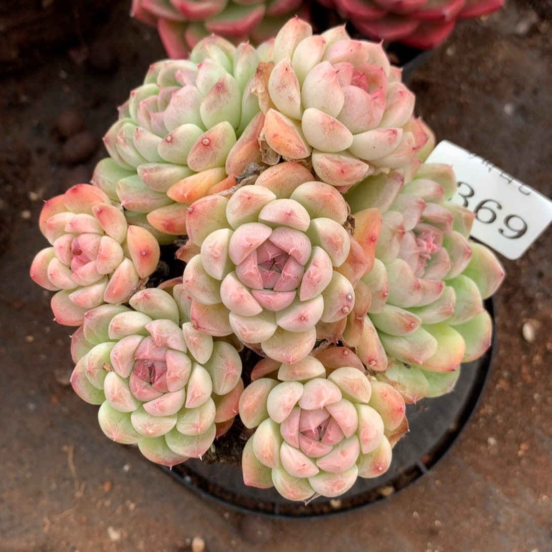 7369新年快乐发发发