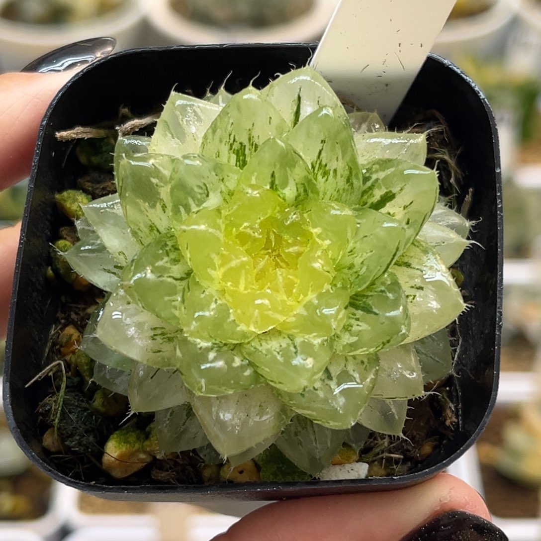 4翠云锦福利专场多肉