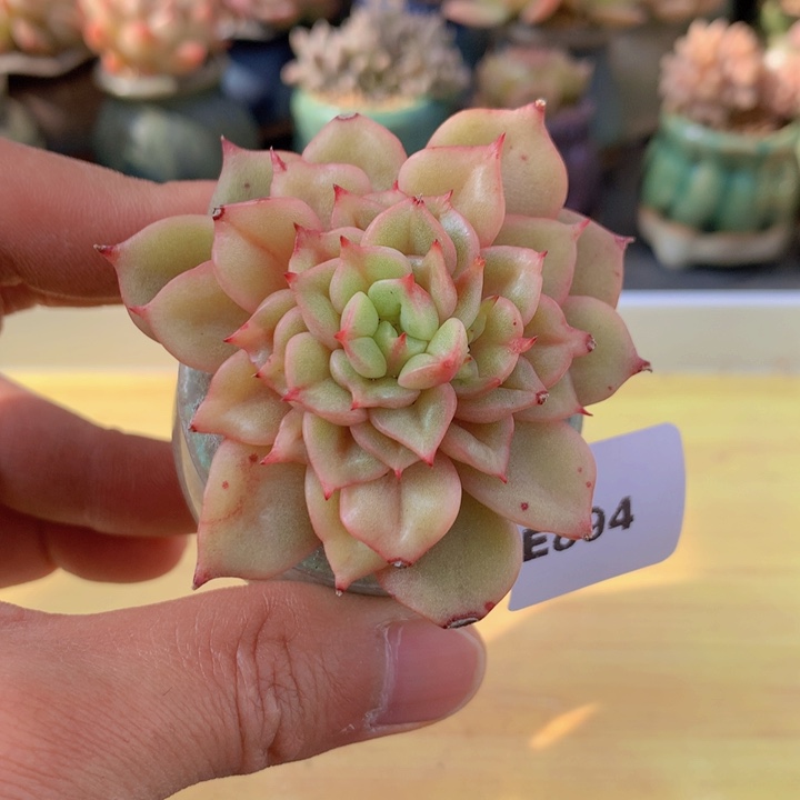 一物一拍满38包邮 E894