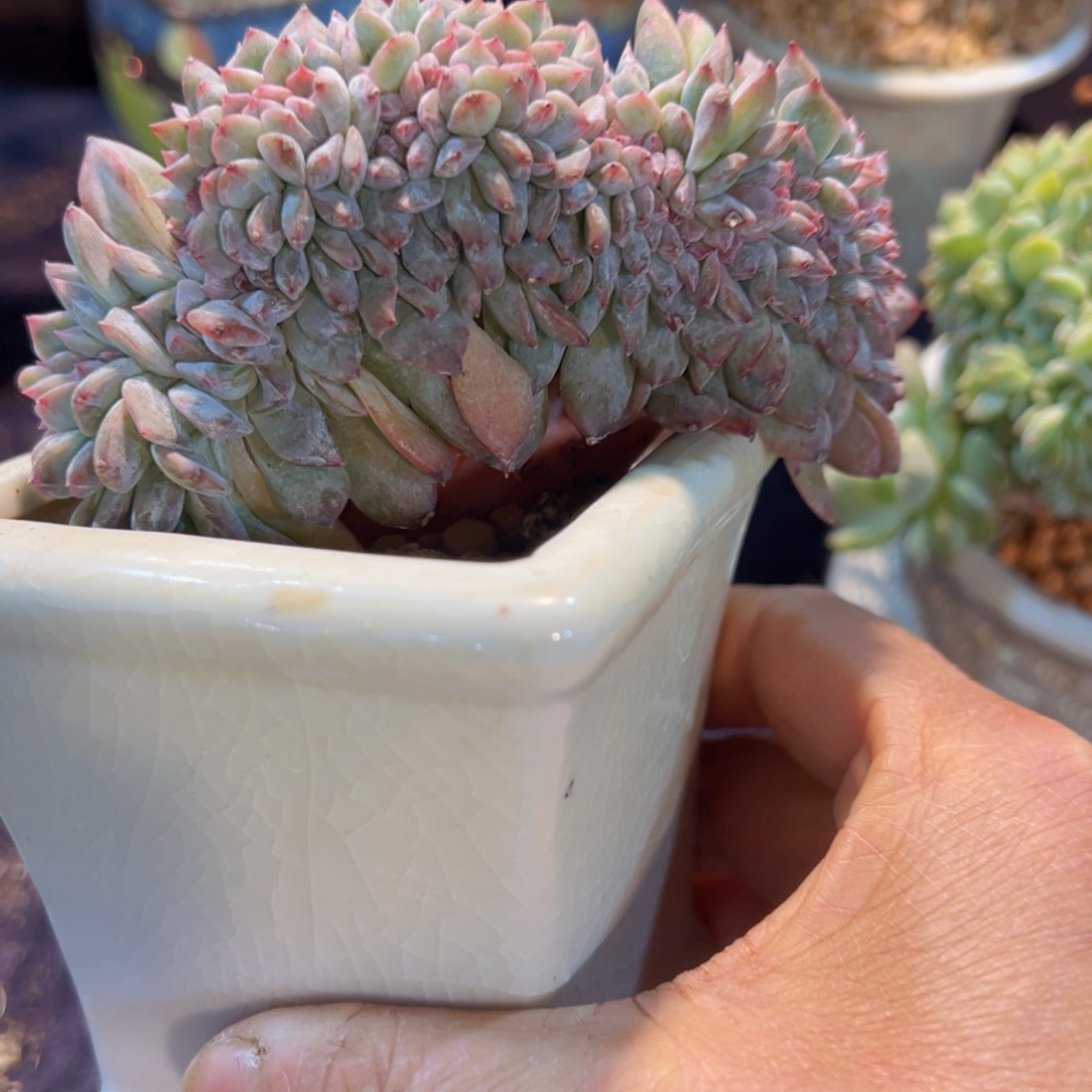 新年快乐啊小8888888