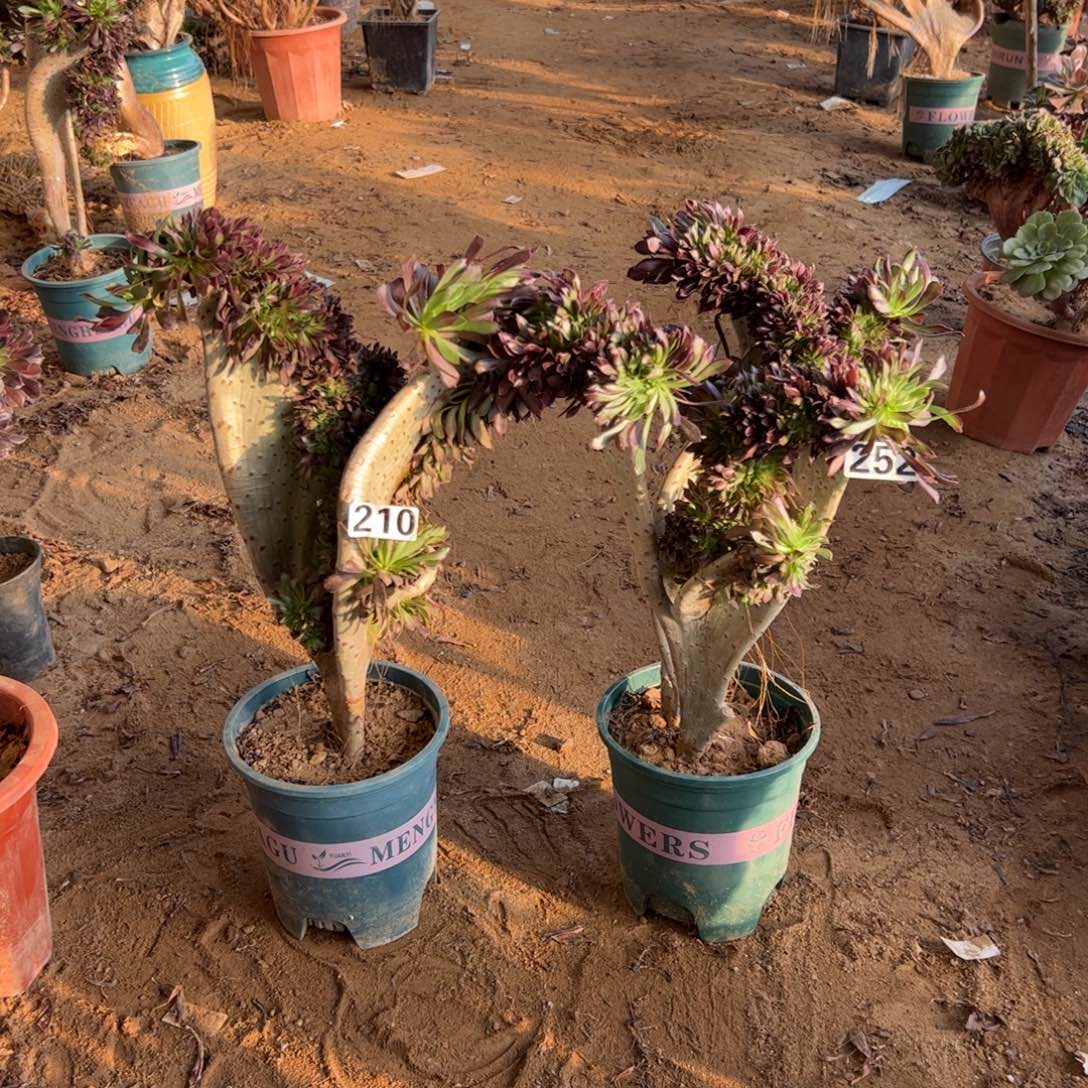 荷***花有伤黑缀两颗210.252高度38厘米
