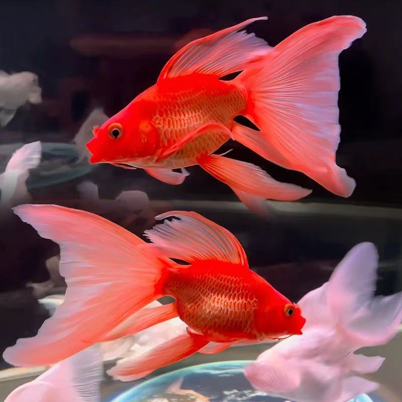 红短17-19精品蝴蝶鲤大鳍大尾好养耐活