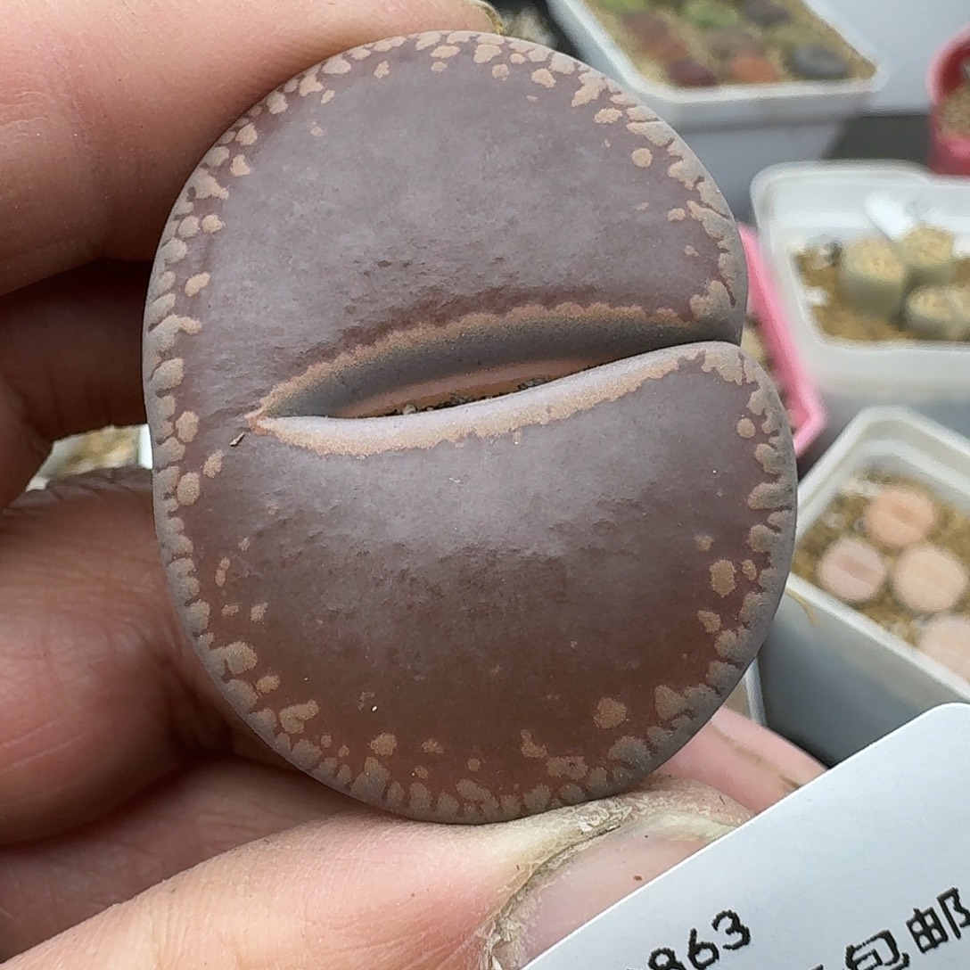 863多肉哈哈哈哈哈哈哈