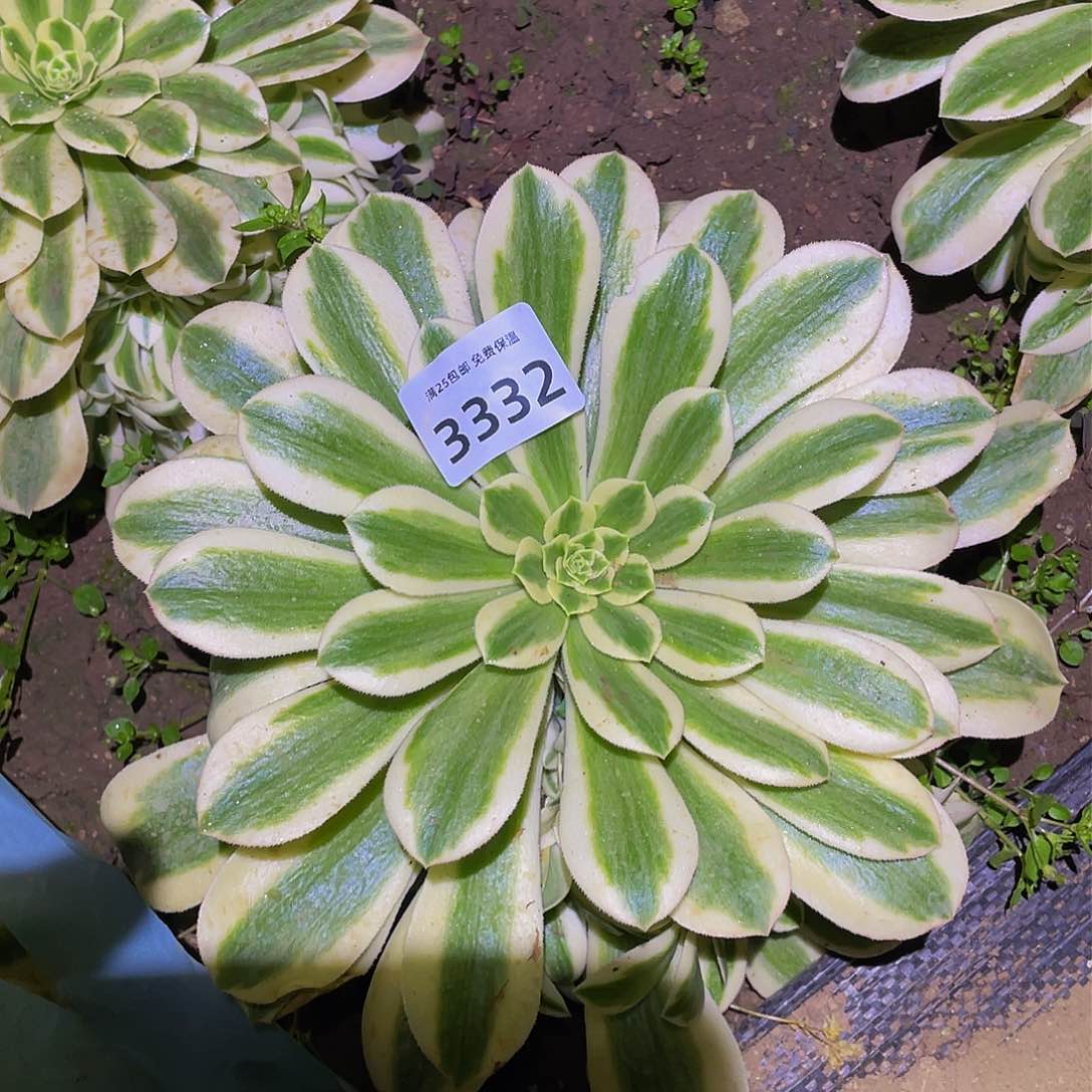 3332辛尼亚多肉植物