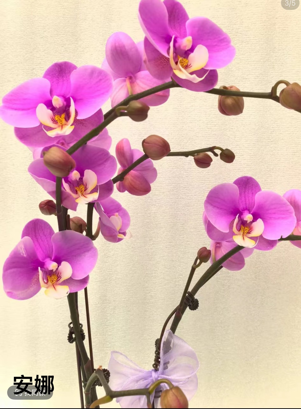 安娜带花苞部分开放3.5寸5度以下拍保温不拍冻伤不赔消包不售后