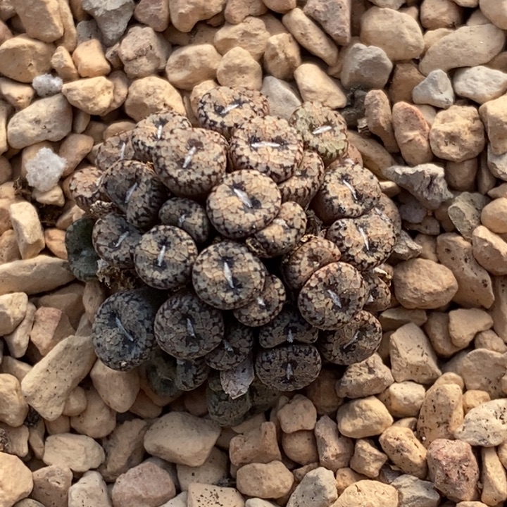 1730一群康普提一群