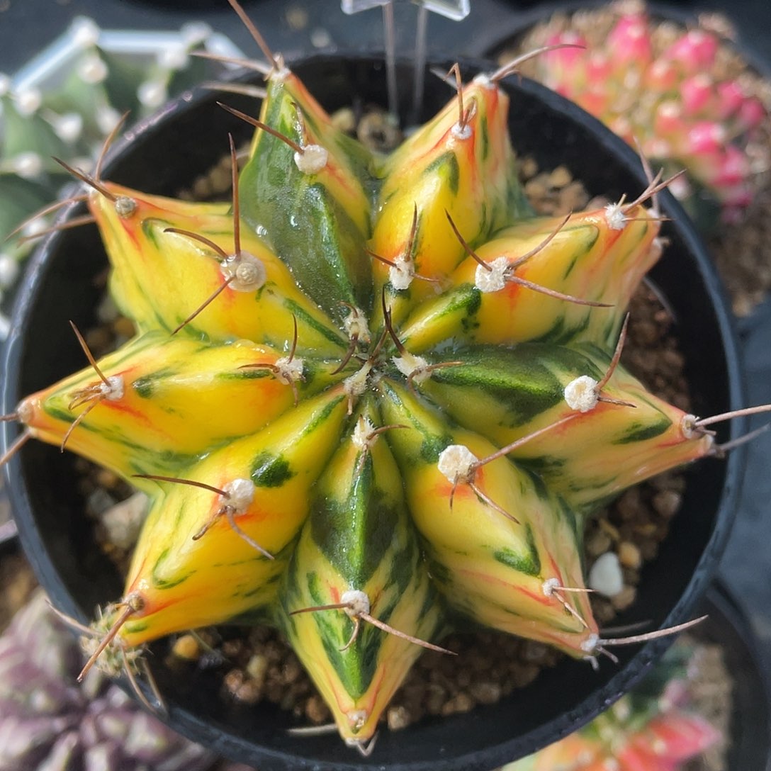 1-236米哈锦7.4厘米