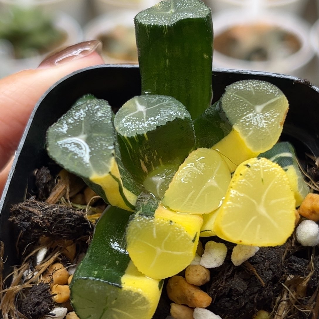 19玉龙万象锦福利专场