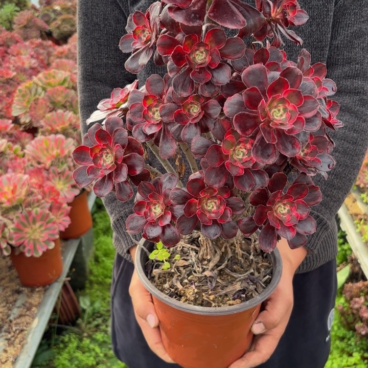 瑞妈，，。。。。。359丽娜，