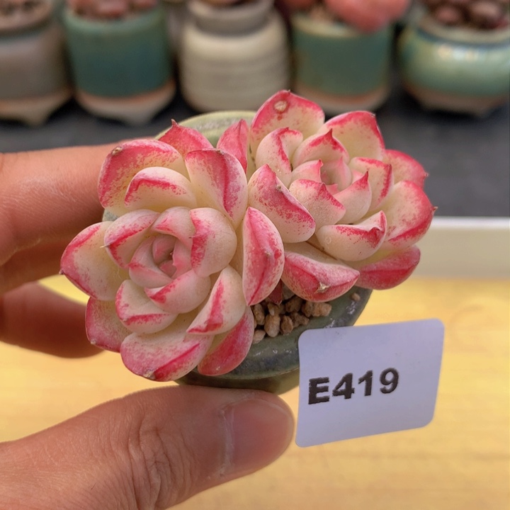 一物一拍满38包邮E419