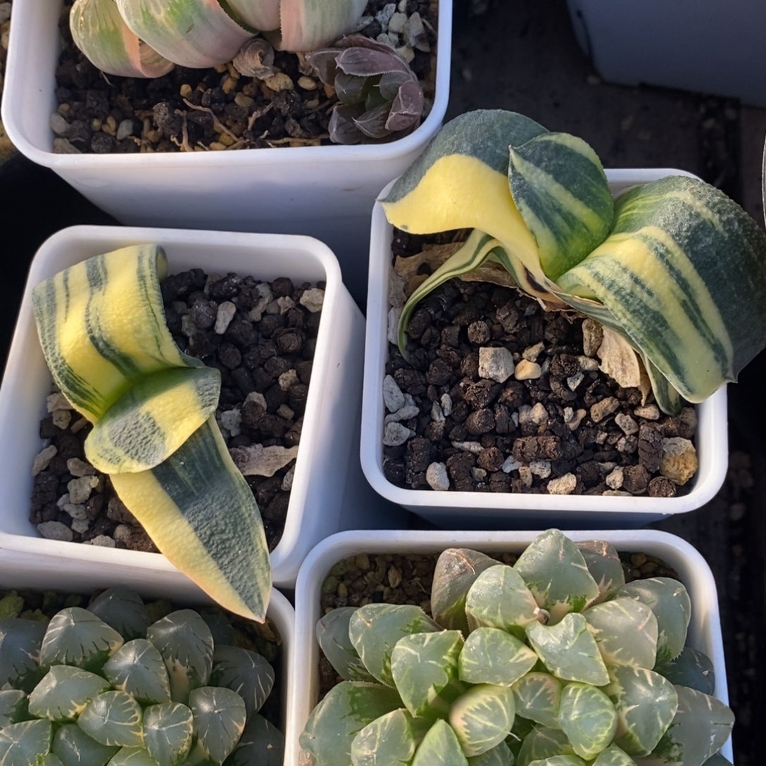 一颗卧牛锦 两颗一起400 开播福利