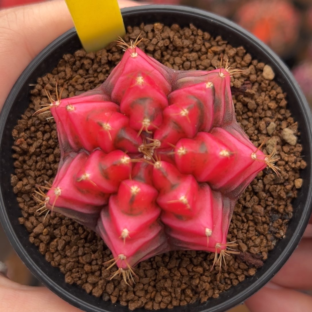 泰系实生米哈锦222