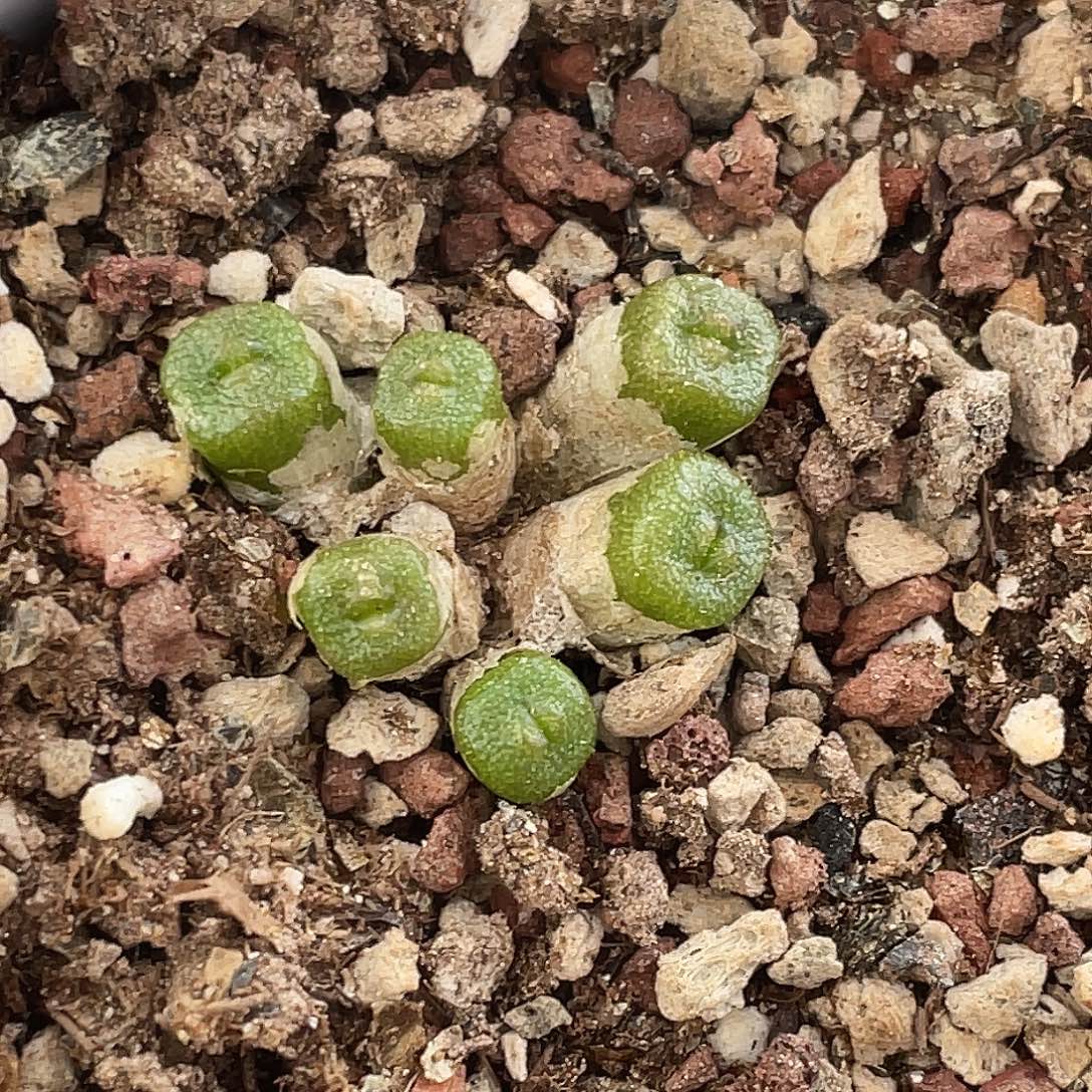 8-22方糖多肉植物