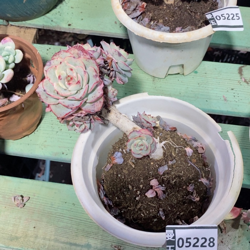 【闪购商品】酸*菜奶油黄桃05228