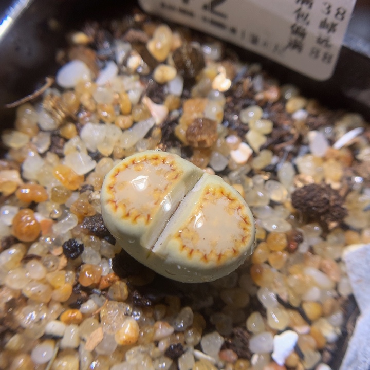 碎***?精品生石花214.42