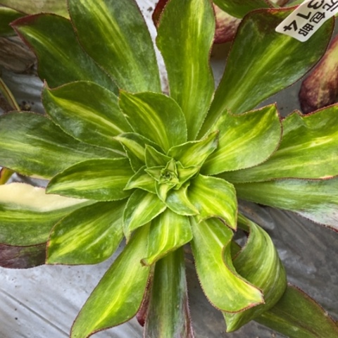 314魅影七彩满25包邮多肉