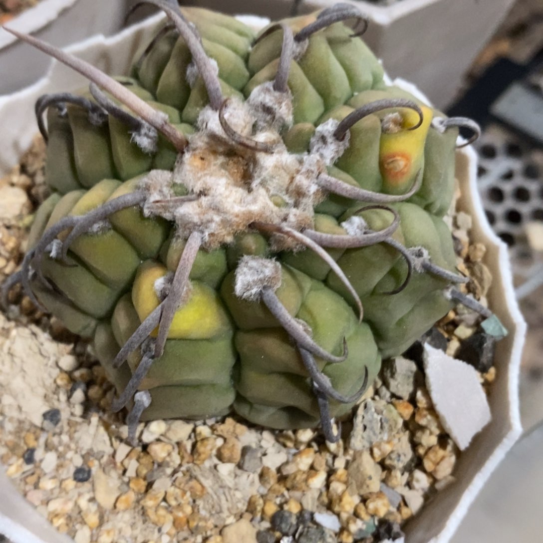 实生一本刺老球带黄体