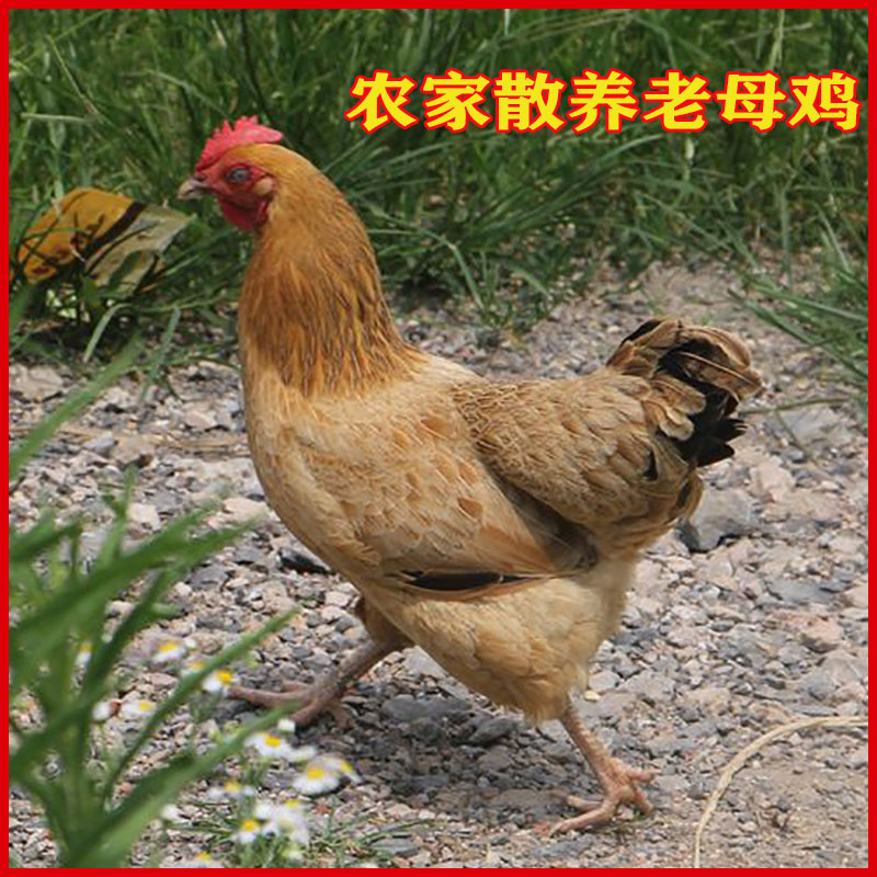 散养老母鸡2-3年沂蒙山散养黄油老母鸡带内脏新鲜现杀【一物一拍】