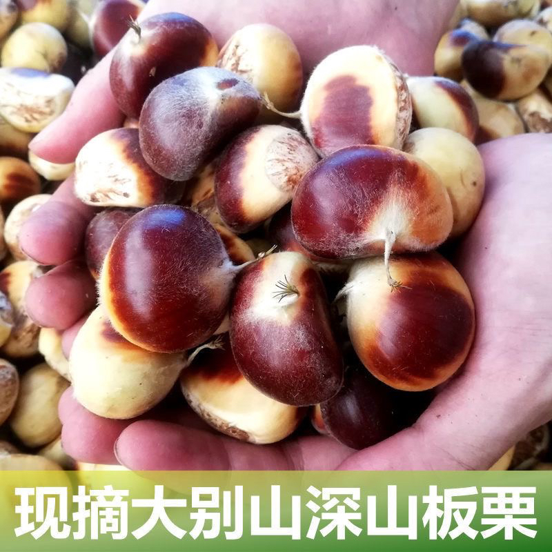（中大果）信阳农家生吃清香花红壳壳新鲜板栗煲汤做菜蒸熟粉糯美味