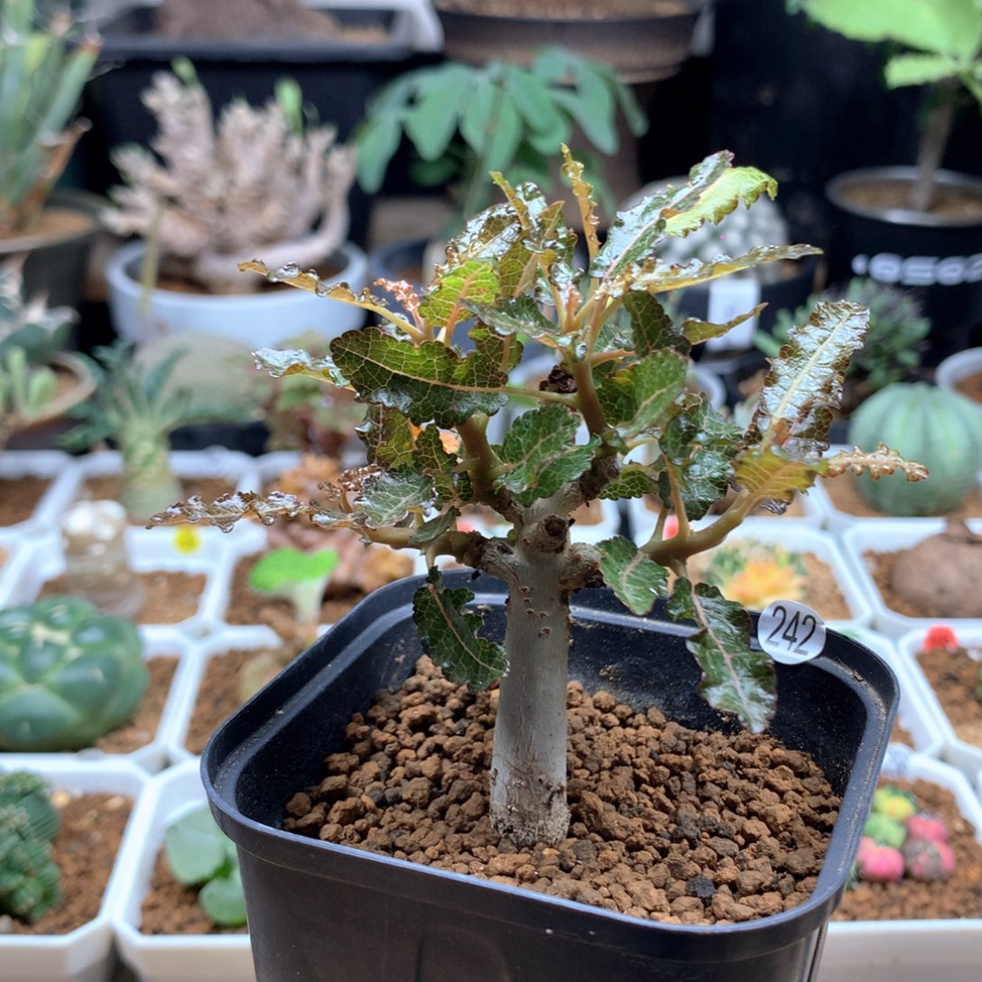 实生矮桩娜娜乳香带盆