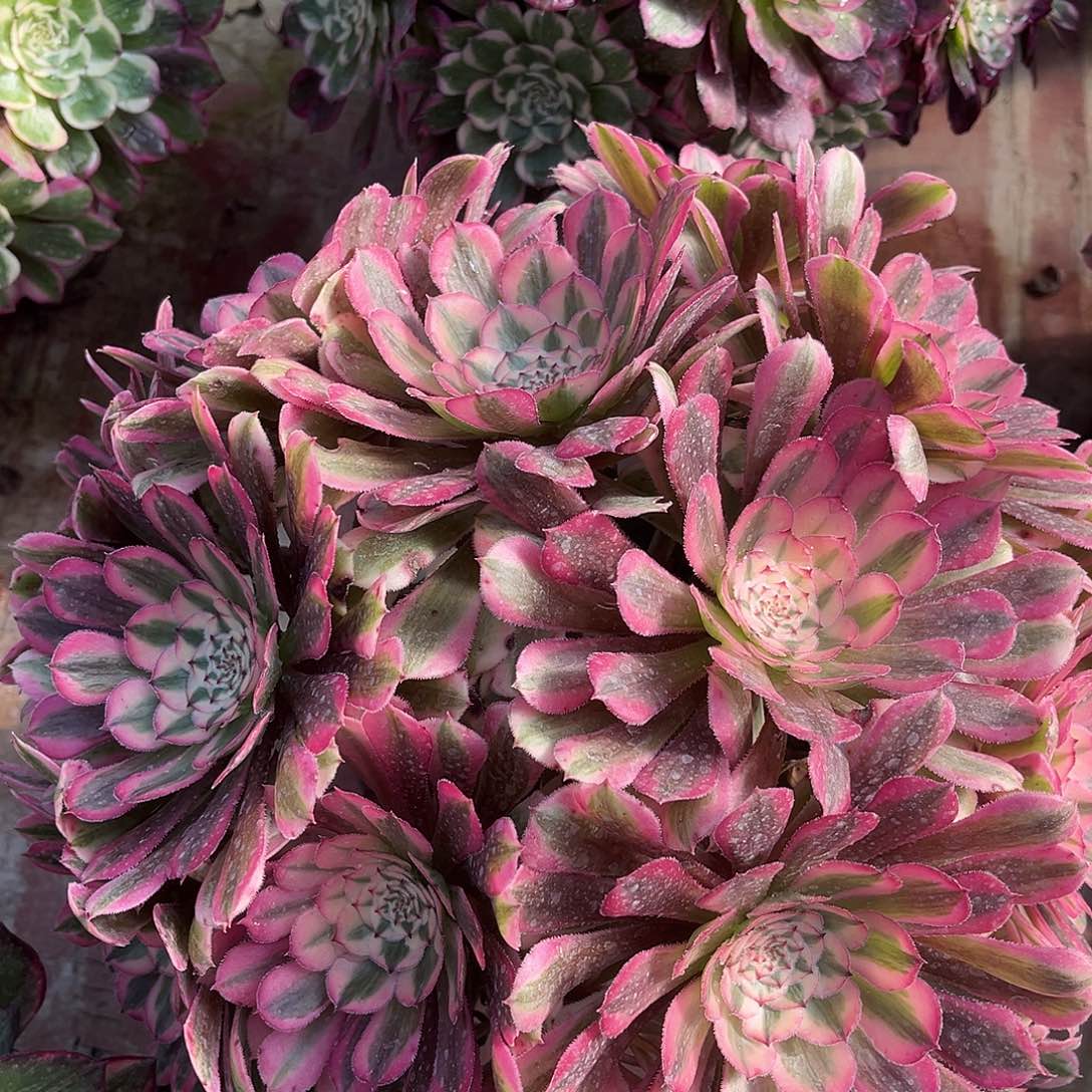 粉铜法师多肉植物漂亮