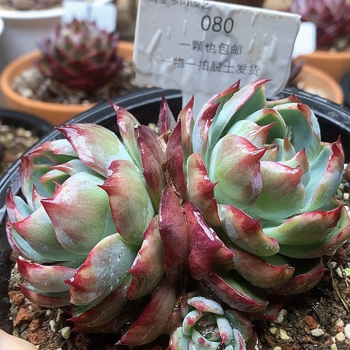 小*点惊鸿仙子双头080