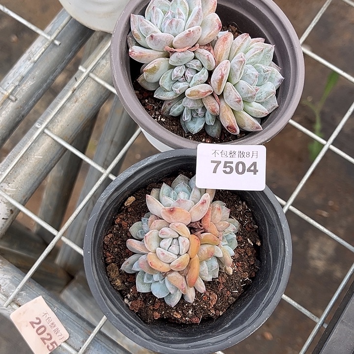 阿雅园艺。     7504梦露