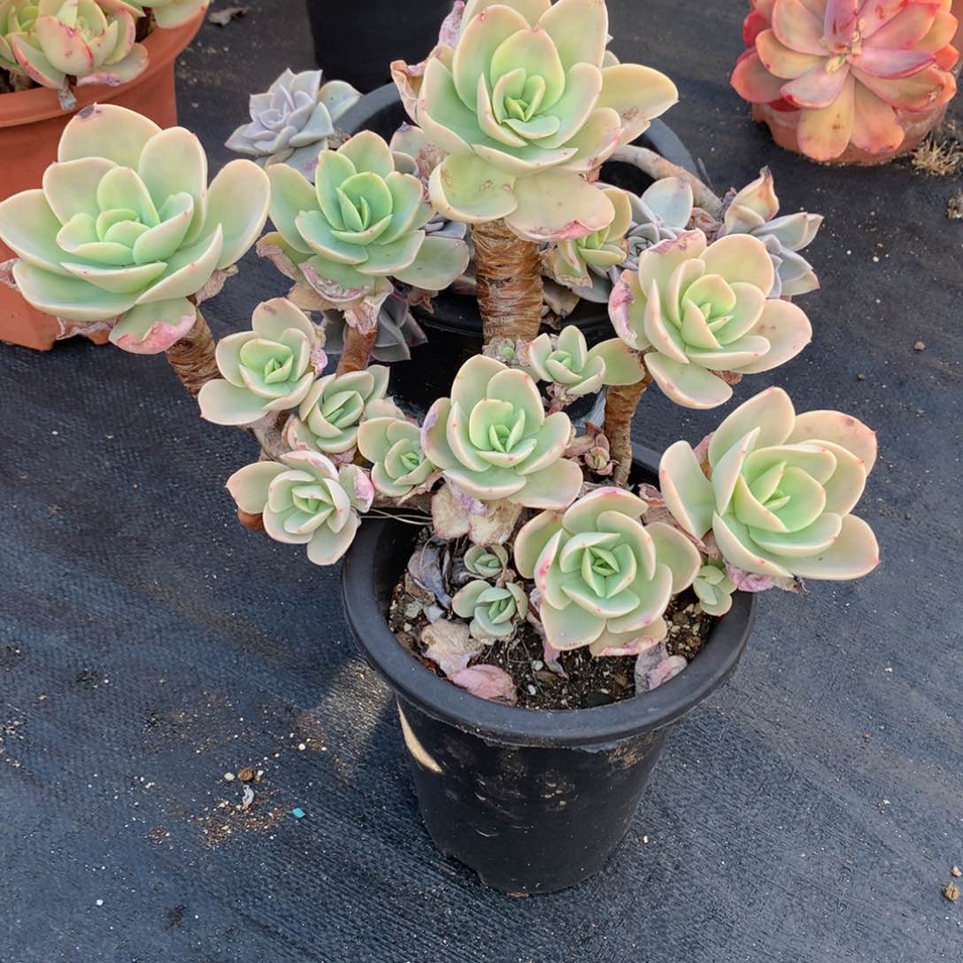 骑兵多破天一物一拍