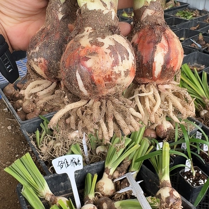 雏鹤朱顶红一棵6左右