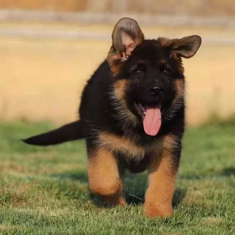 （嘉佑德牧) 德国牧羊犬 宠物活体狗狗