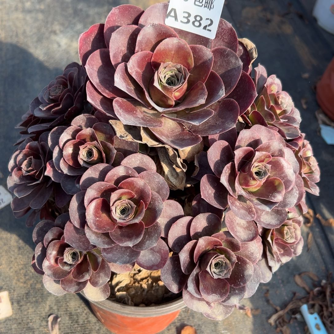 382魅金，多肉法师