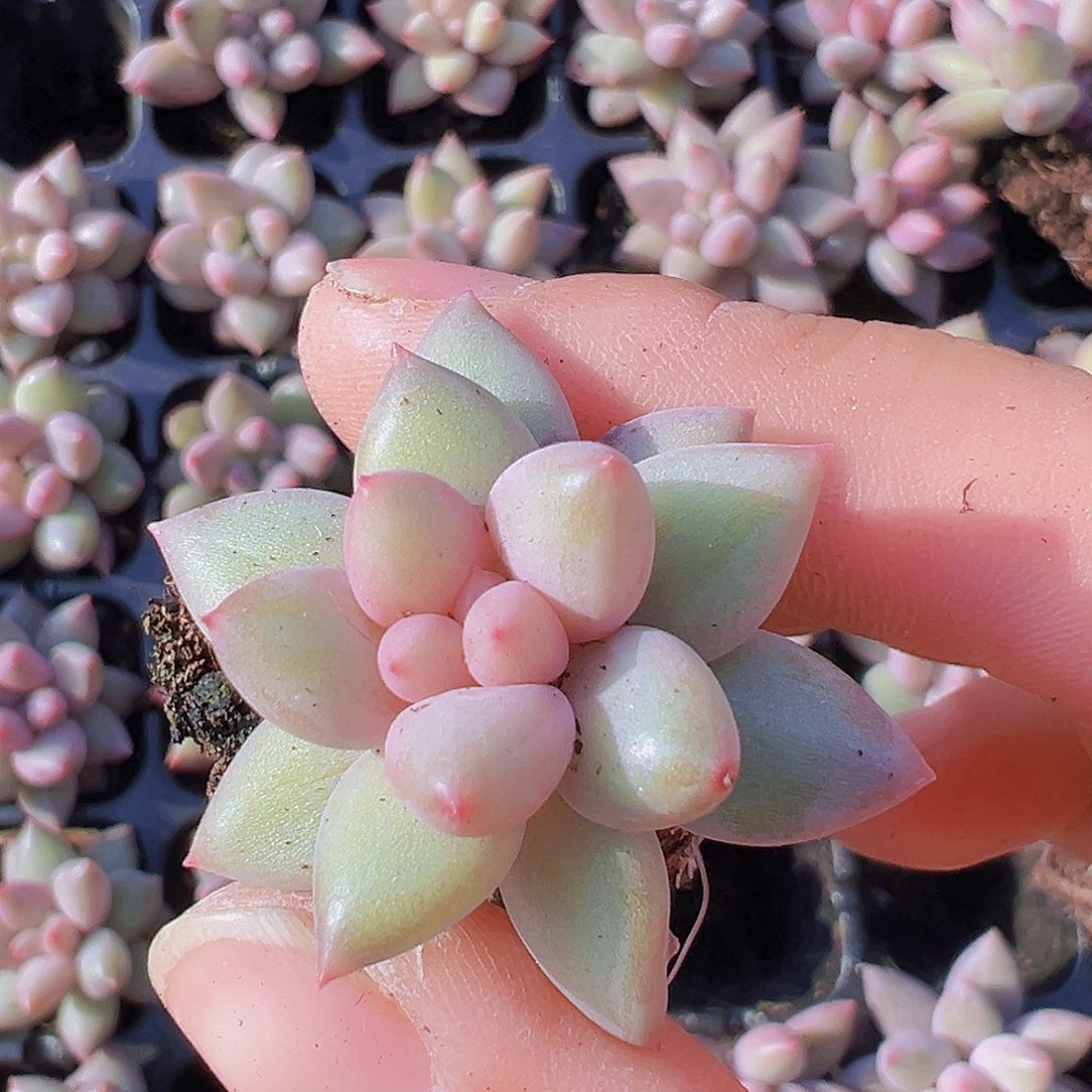 红蜻蜓苗5颗19包邮多肉