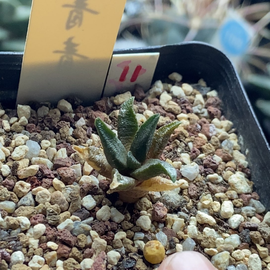 实生龙角牡丹一颗仙人球，