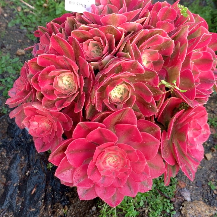 251粉女巫多肉植物