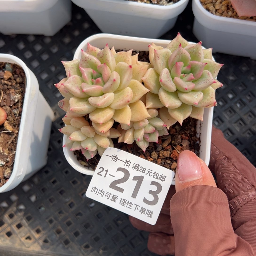 黄金璀璨多肉多肉多肉多肉