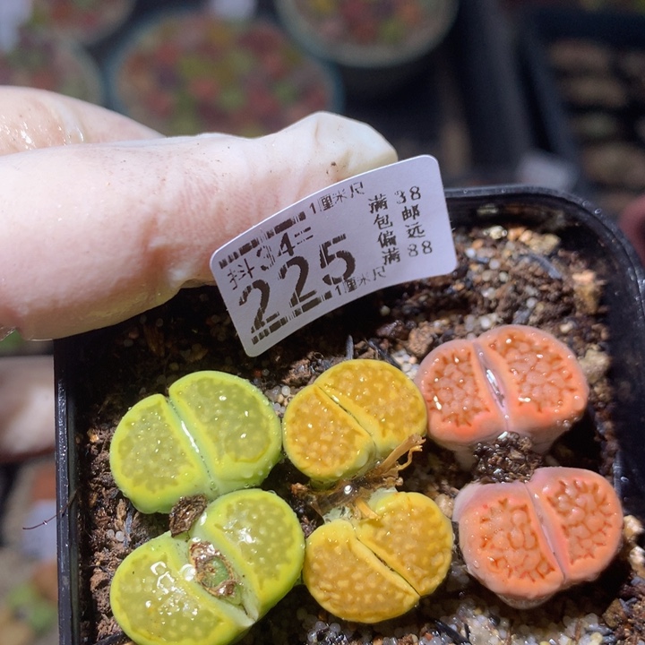 精品生石花34.225