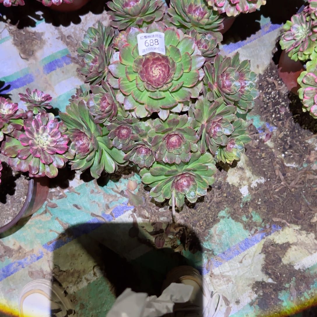 半夏法师多肉688