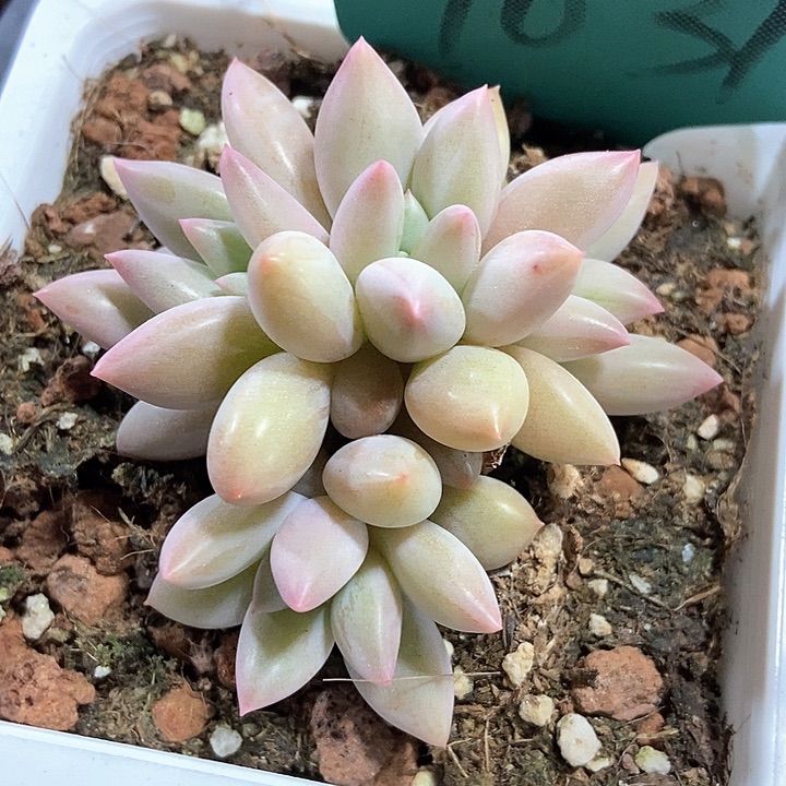 多肉植物7031多肉