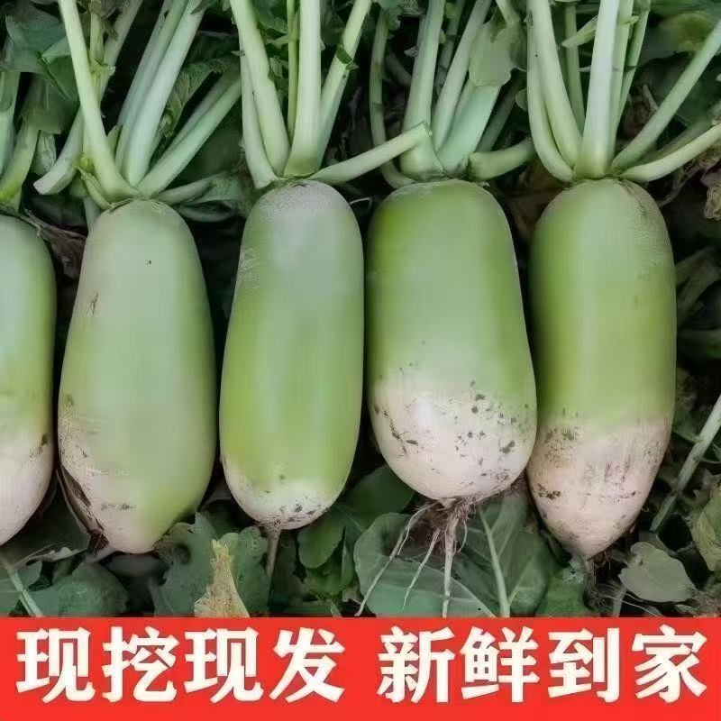河南青萝卜露天种植清甜多汁微辣爽口新鲜现挖产地直发应季蔬菜