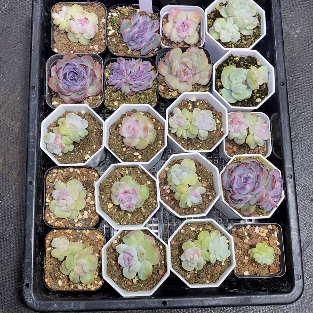 大***冲188一筐20颗多肉植物