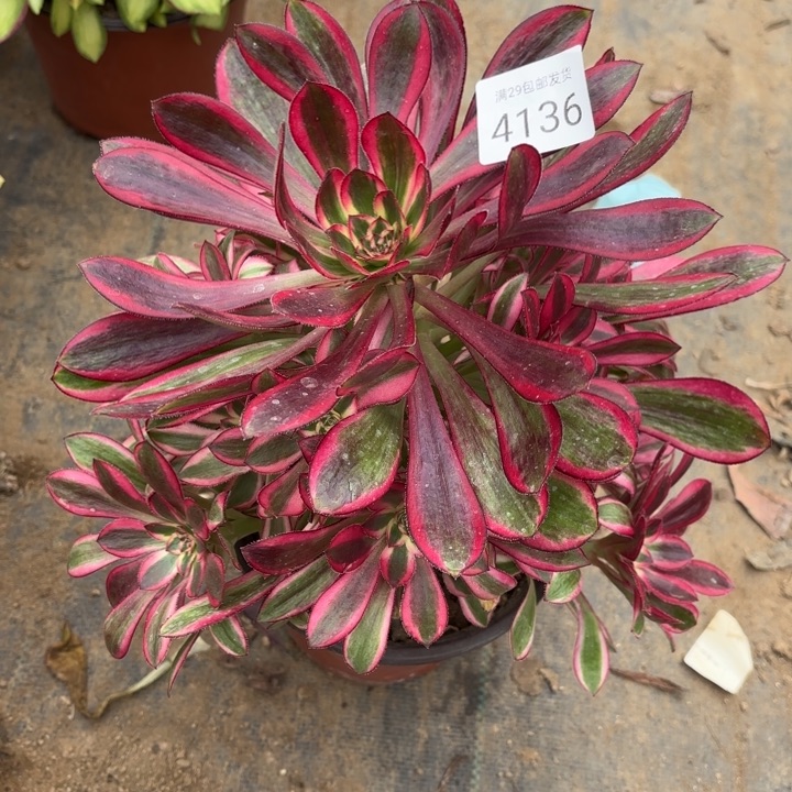 香奈儿多肉法师4136